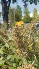 Hylephila phyleus