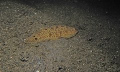 Mcculloch's Tongue Sole photo 4