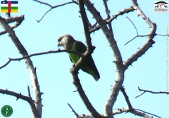 Poicephalus crassus