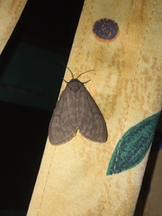 Olepa ricini