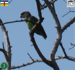 Poicephalus crassus