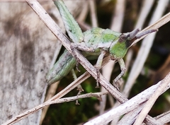 Pyrgomorpha conica