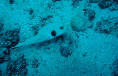 Arothron immaculatus