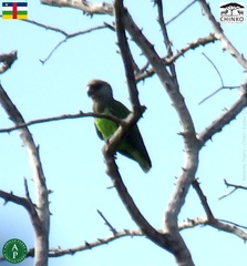 Poicephalus crassus