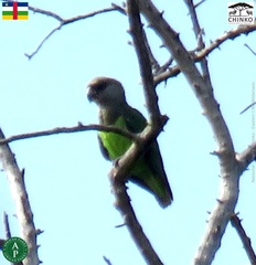 Poicephalus crassus