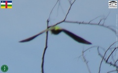 Poicephalus crassus