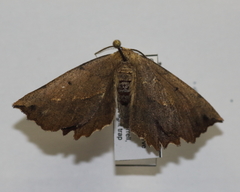 Euchlaena johnsonaria