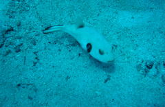 Arothron immaculatus