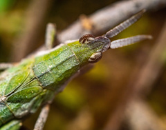 Pyrgomorpha conica