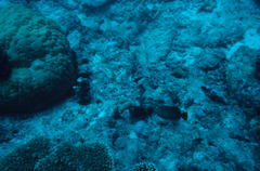 Sufflamen chrysopterum