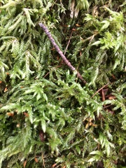 Pseudisothecium myosuroides