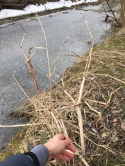 Impatiens glandulifera
