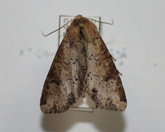 Apamea alia