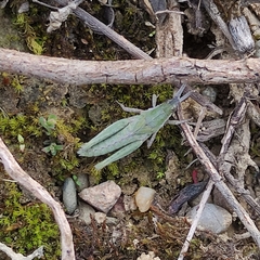 Pyrgomorpha conica