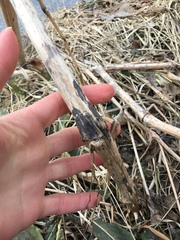 Impatiens glandulifera