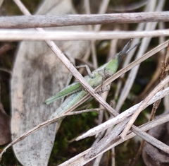 Pyrgomorpha conica