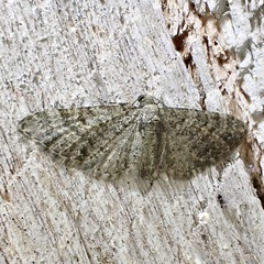 Eupithecia jejunata