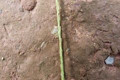 Poaceae