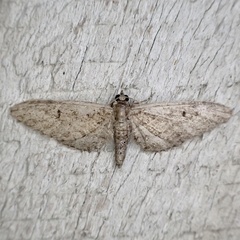 Eupithecia matheri