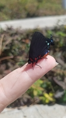 Atlides halesus