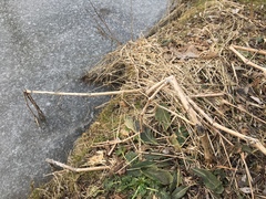 Impatiens glandulifera