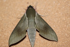 Theretra indistincta