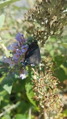 Atlides halesus
