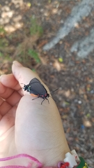 Atlides halesus