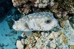 Cyclichthys spilostylus
