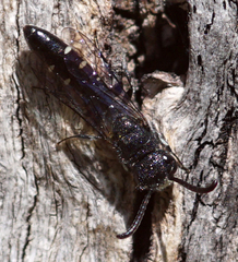 Sapyga quinquepunctata