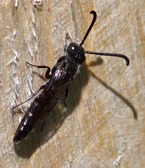 Sapyga quinquepunctata