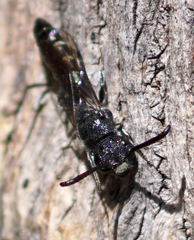 Sapyga quinquepunctata