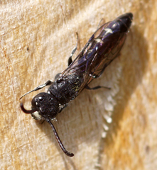 Sapyga quinquepunctata