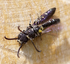 Sapyga quinquepunctata