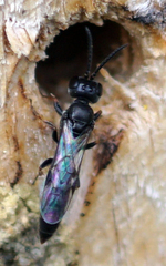 Passaloecus