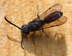 Sapyga quinquepunctata