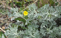 Artemisia alaskana
