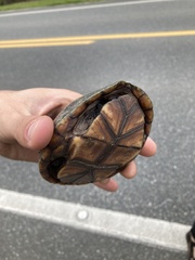 Kinosternon subrubrum