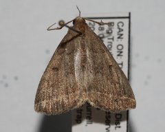 Zanclognatha jacchusalis