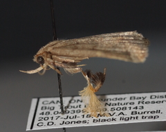 Zanclognatha jacchusalis
