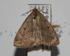 Zanclognatha jacchusalis