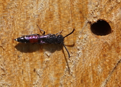 Sapyga quinquepunctata