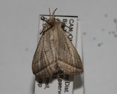 Macrochilo absorptalis
