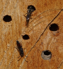 Sapyga quinquepunctata