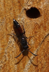 Sapyga quinquepunctata