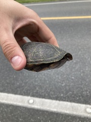 Kinosternon subrubrum