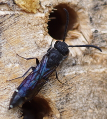 Sapyga quinquepunctata