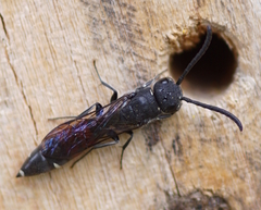 Sapyga quinquepunctata