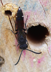 Sapyga quinquepunctata