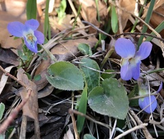 Viola collina